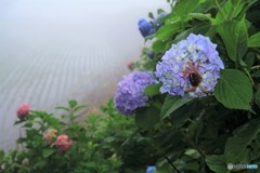 梅雨に咲く