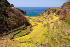 浜の浦棚田