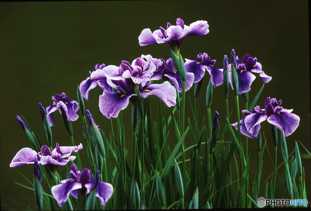 花菖蒲