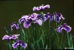 花菖蒲