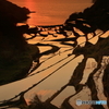 浜野浦棚田
