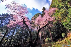 古木虎尾桜