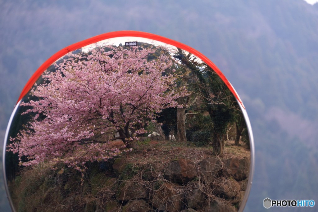里山の桜