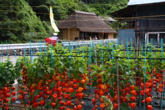 8月の里山