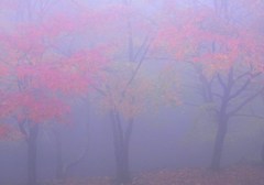 霧に霞む