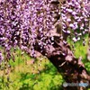 フジの花