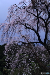 しだれ桜咲く