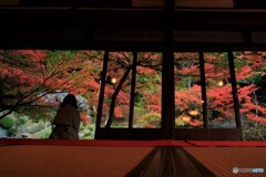 魚楽園の紅葉