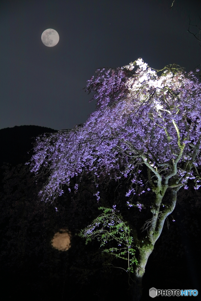 枝垂桜とスーパームーン