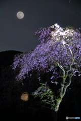 枝垂桜とスーパームーン