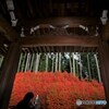 深紅のドウダンツツジ