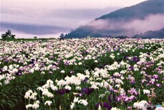 峠の花菖蒲