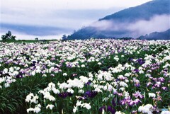 峠の花菖蒲