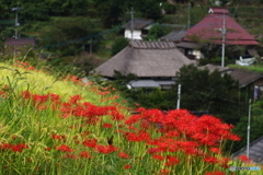 里山の彼岸花