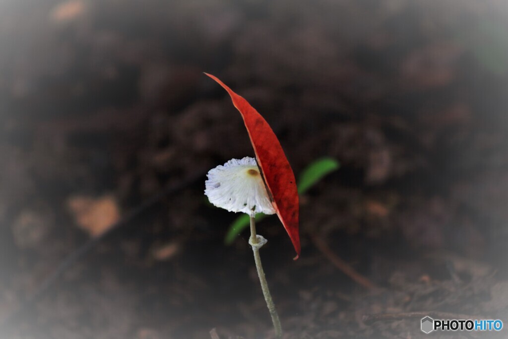 雨あがる