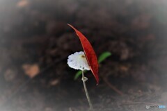 雨あがる