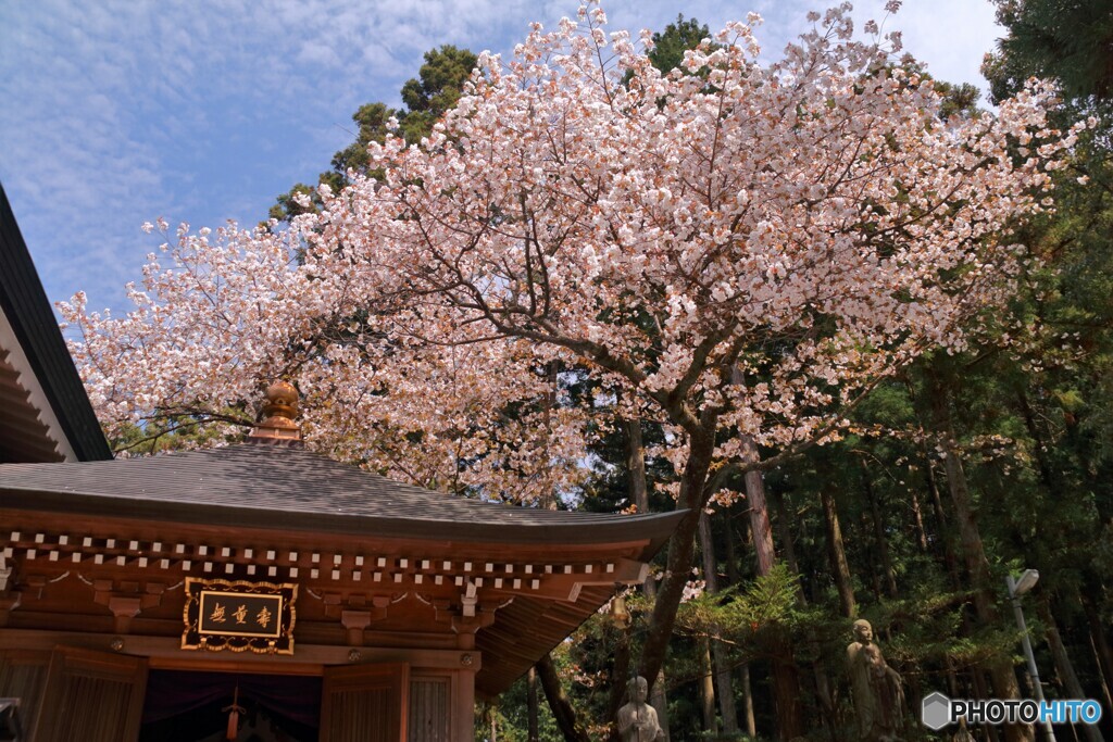 世界で一本だけの桜