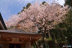 世界で一本だけの桜