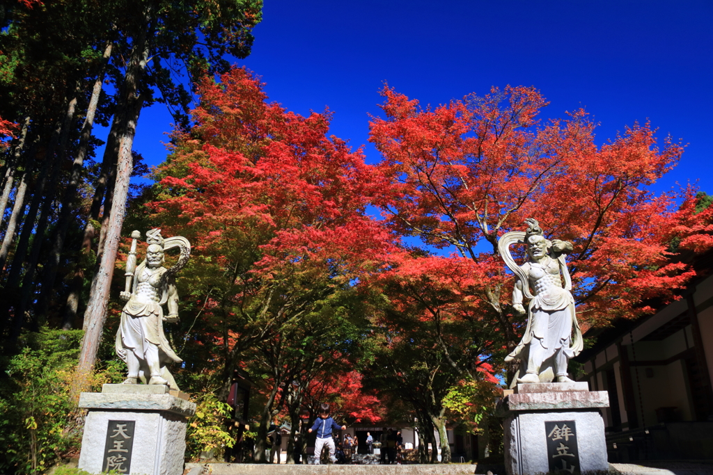 紅葉