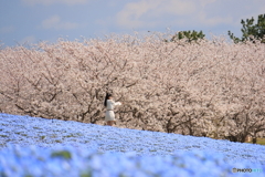 桜とネモフィラ