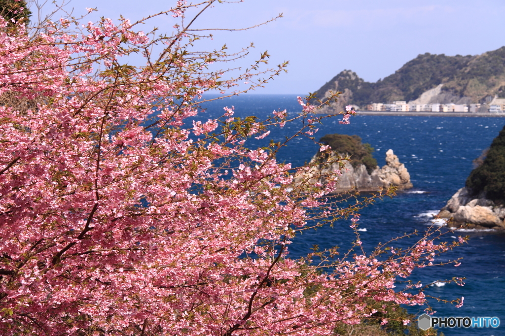 四浦半島の桜