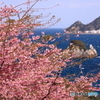 四浦半島の桜