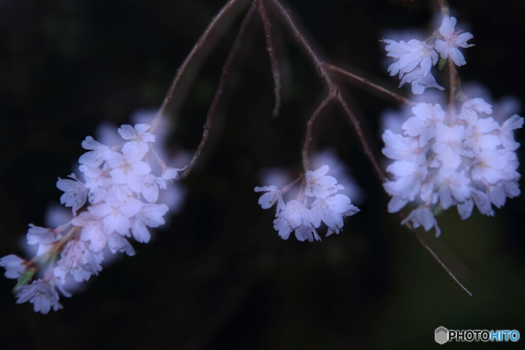 しだれ桜