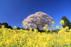 馬場の一本桜