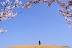 日本晴れ