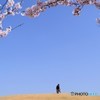 日本晴れ