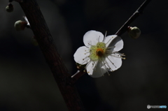 白梅