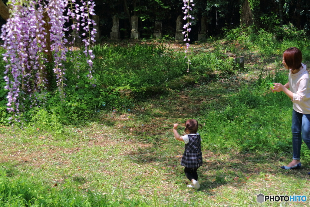 フジ咲く野道