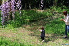 フジ咲く野道