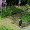 フジ咲く野道
