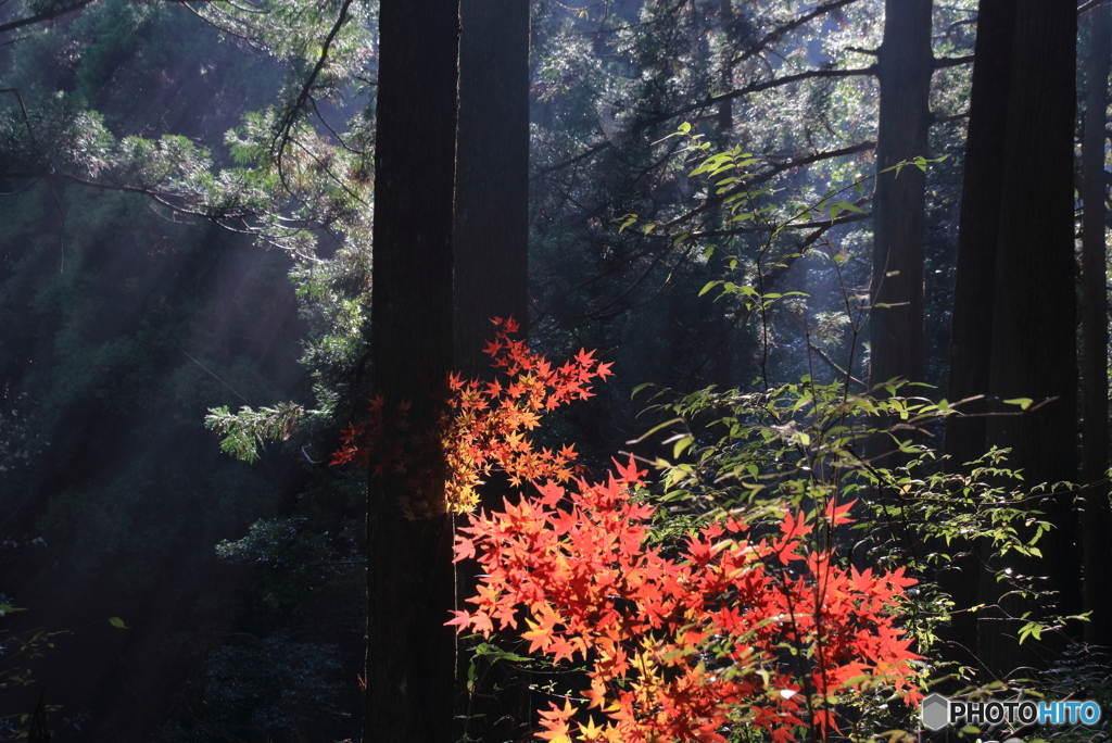 林間の紅彩