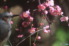 春待ちわびて