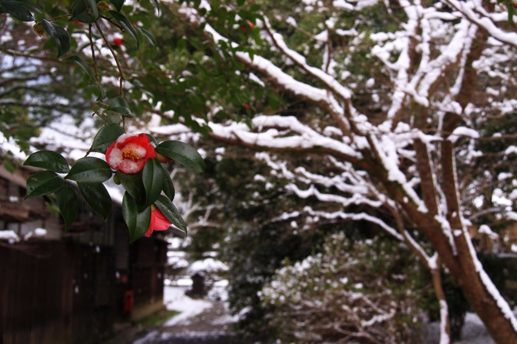 雪椿