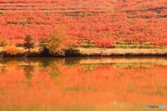 柿山紅葉