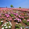 花色溢れる丘