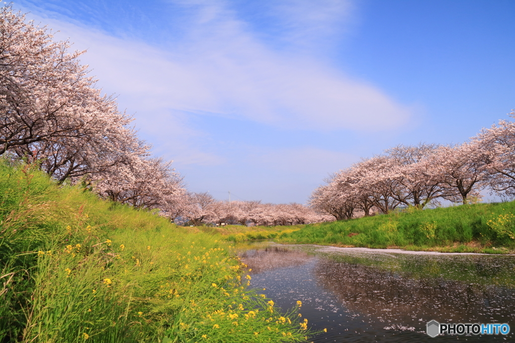 草場川の桜
