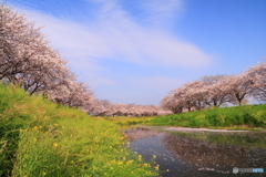 草場川の桜