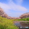 草場川の桜