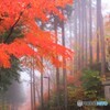 霧の呑山観音寺