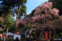 建正寺の糸しだれ桜