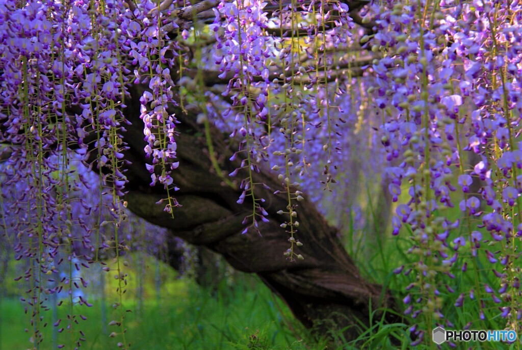 フジの花。３