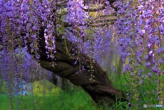 フジの花。３