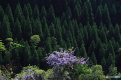 山藤の花