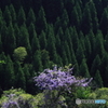 山藤の花