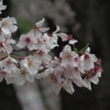 IMG_4003