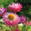 お先に開花
